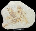 Bargain Knightia Fossil Fish Plate #10883-3